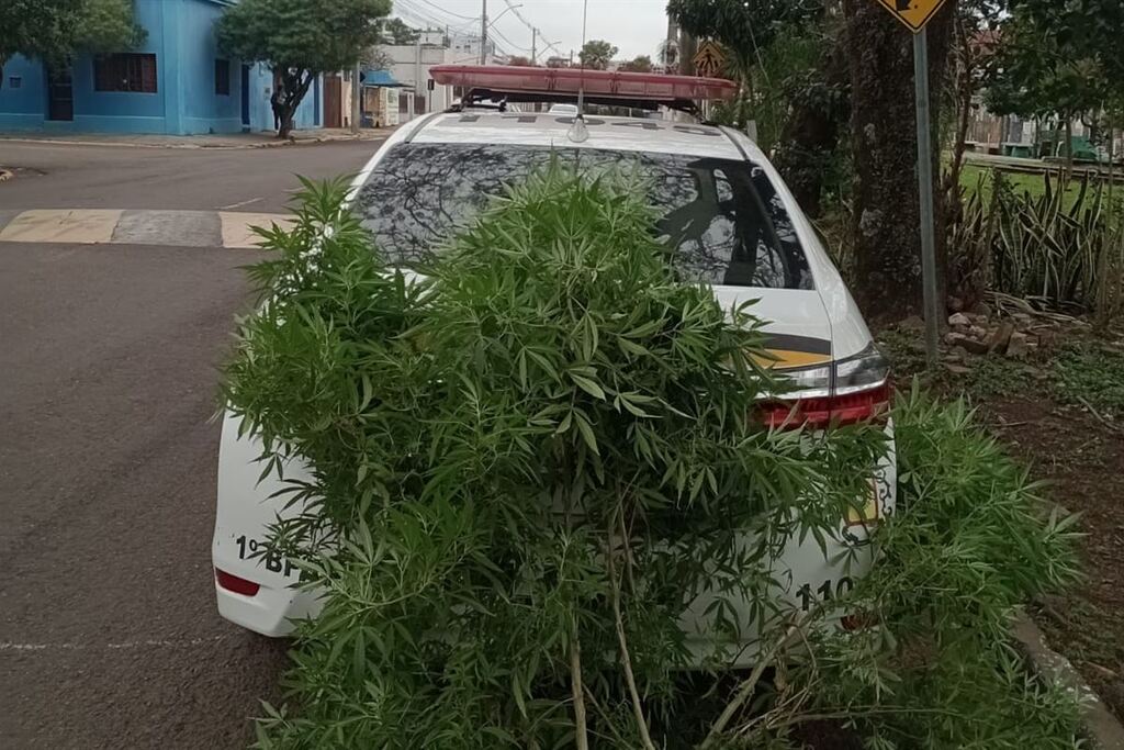 Brigada Militar encontra pés de maconha em canteiro público em Alegrete