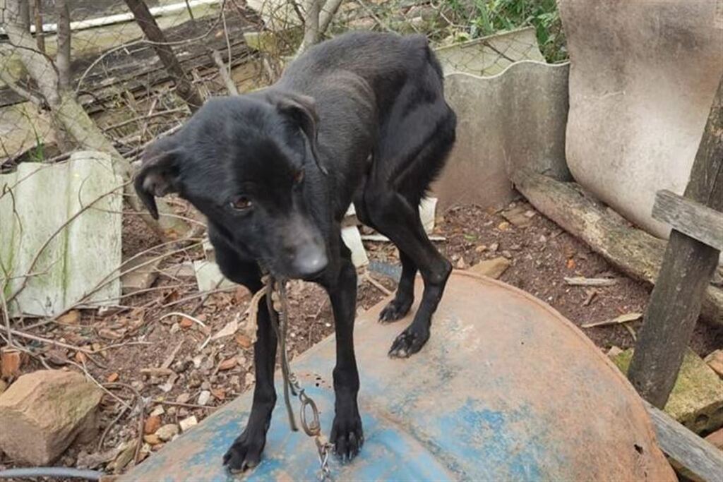 Casal é preso por maus-tratos a cães em São Sepé