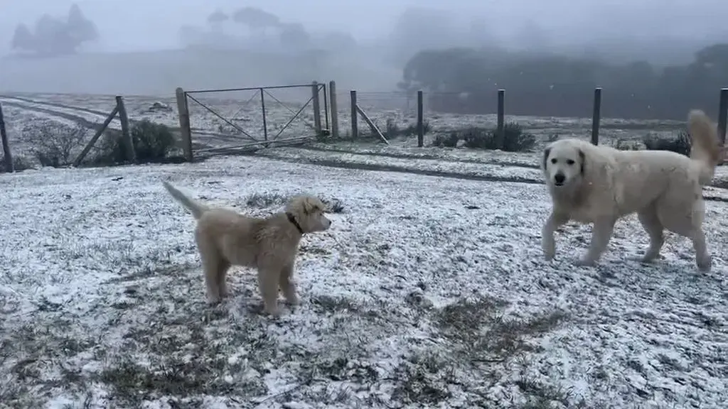 Massa de ar polar provoca neve no Rio Grande do Sul e Santa Catarina