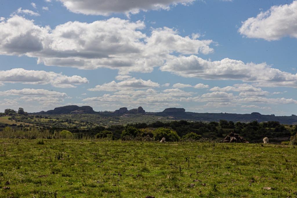 30% do território em 40 anos: Pampa lidera perdas proporcionais de vegetação nativa no Brasil