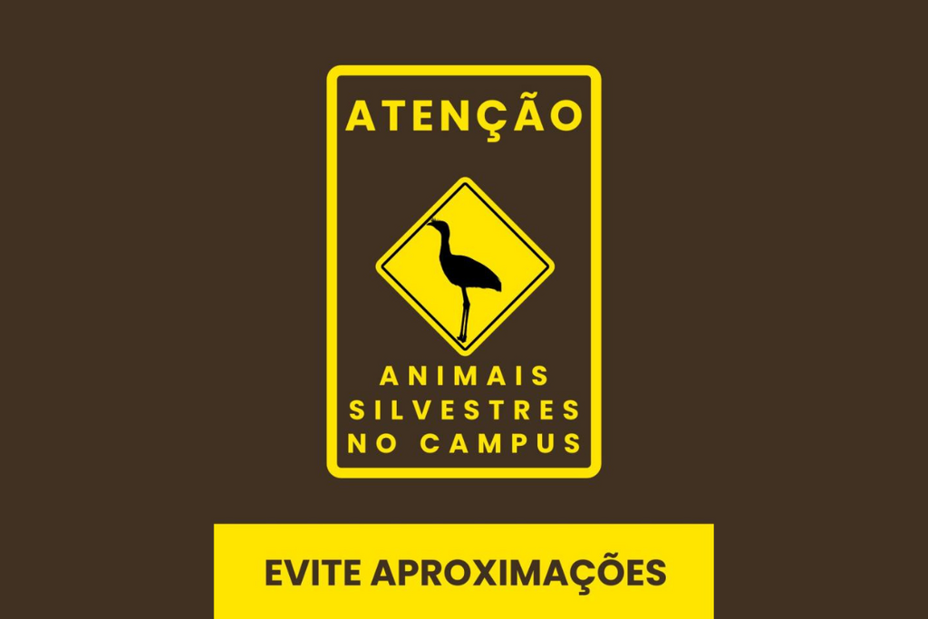 UFSM alerta para ataques de seriemas no campus de Santa Maria