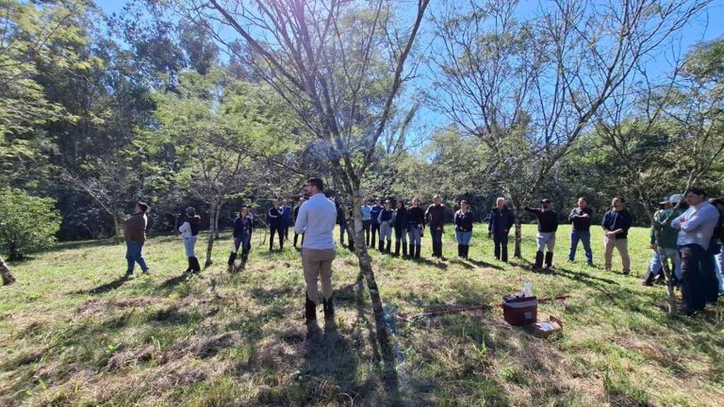Foto: Divulgação - Professores e alunos da Engenharia Florestal participaram do curso de escalada de árvores nativas