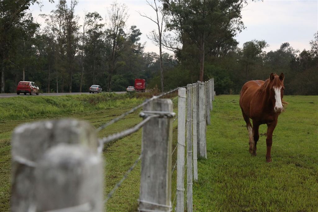 título imagem Fiocruz confirma três casos de encefalite equina venezuelana em humanos no Brasil