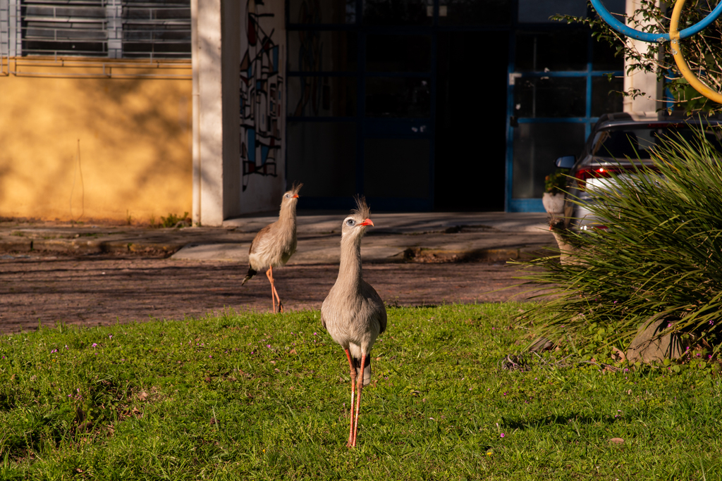 título imagem Caso inusitado envolve seriemas e estudante no campus da UFSM