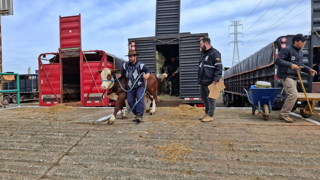 Mais de 300 animais representam a Região Central na Expointer de 2025