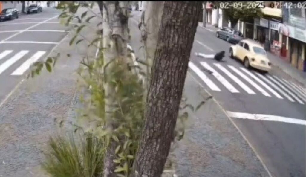 Foto: Ciosp (Reprodução) - Acidente aconteceu no começo da manhã desta terça-feira. Pedestre ficou caído no asfalto