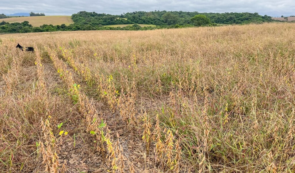 Lula assina MP de R$ 12 bilhões para renegociação de dívidas rurais; veja juros e como aderir