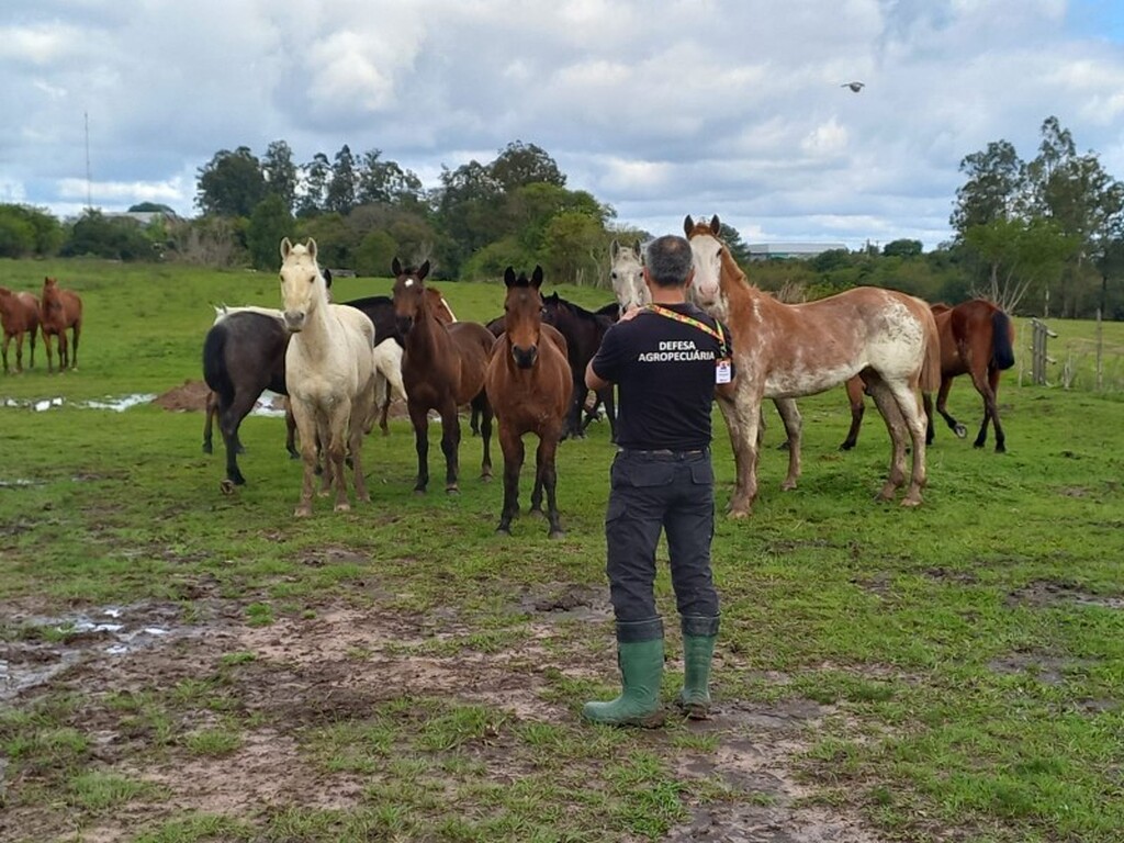 Fotos: Polícia Civil (Divulgação) - Ao todo, cerca de 15 mil animais teriam sido movimentados durante a atuação do grupo criminoso, incluindo cavalos