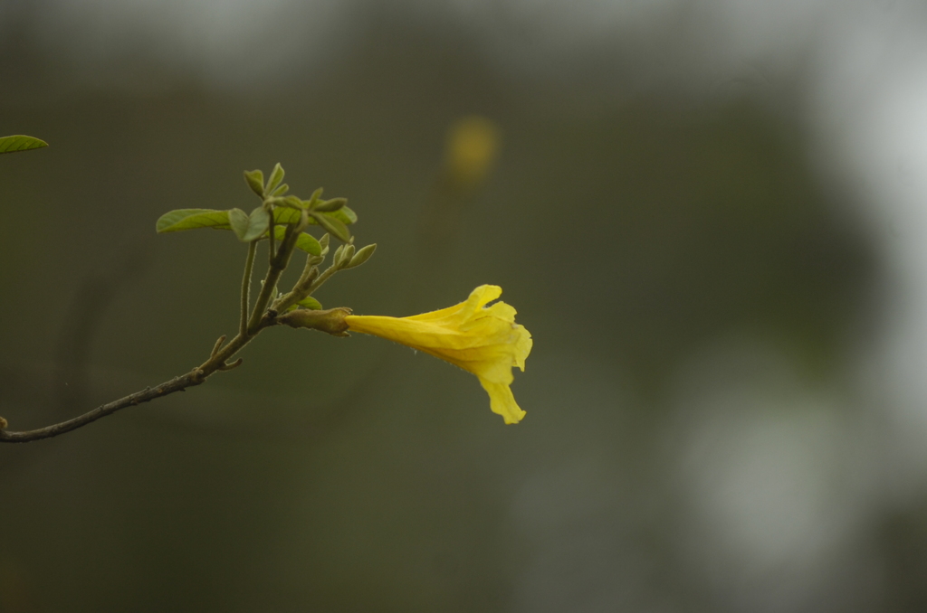 Foto: Claudio Vaz (Arquivo/Diário) - 