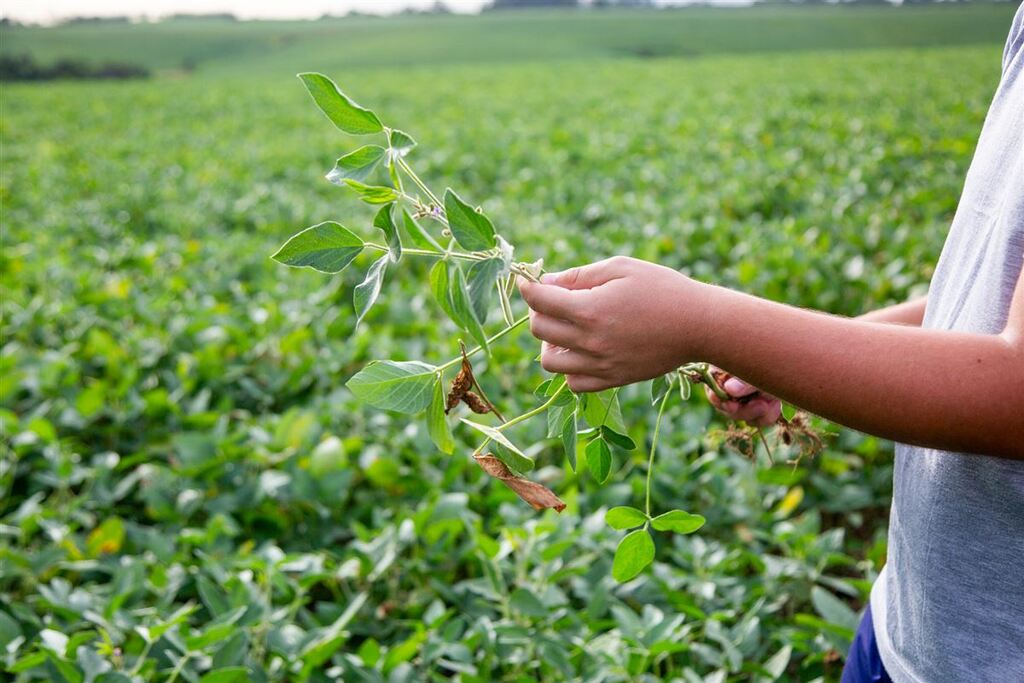 Foto: Beto Albert (Arquivo Diário) - Estiagem atingiu grande parte dos produtores no inicio de 2025