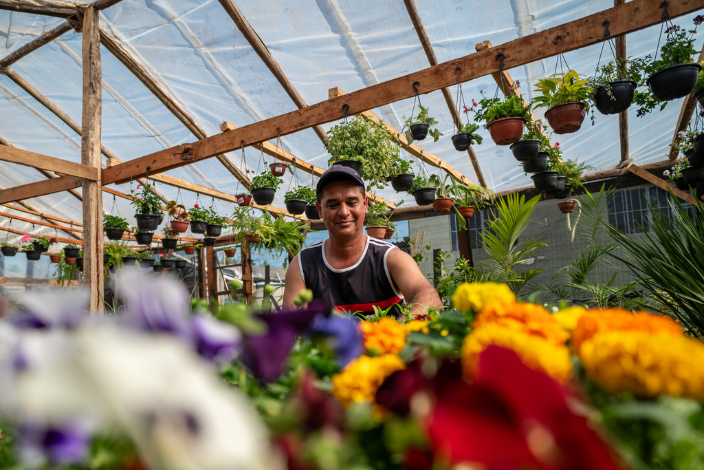 Com a chegada da primavera, Santa Maria floresce no campo e nas estufas