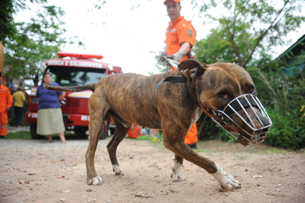 Ataques de cães de grande porte voltam a preocupar após caso em Gravataí; Santa Maria e região registraram três ocorrências em 2025