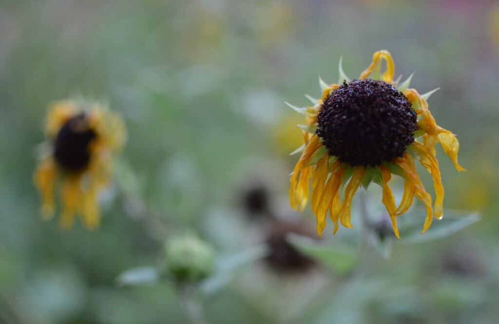 Entre 43 maiores municípios, Santa Maria está entre as 20 com maior taxa de mortalidade por suicídio do Estado