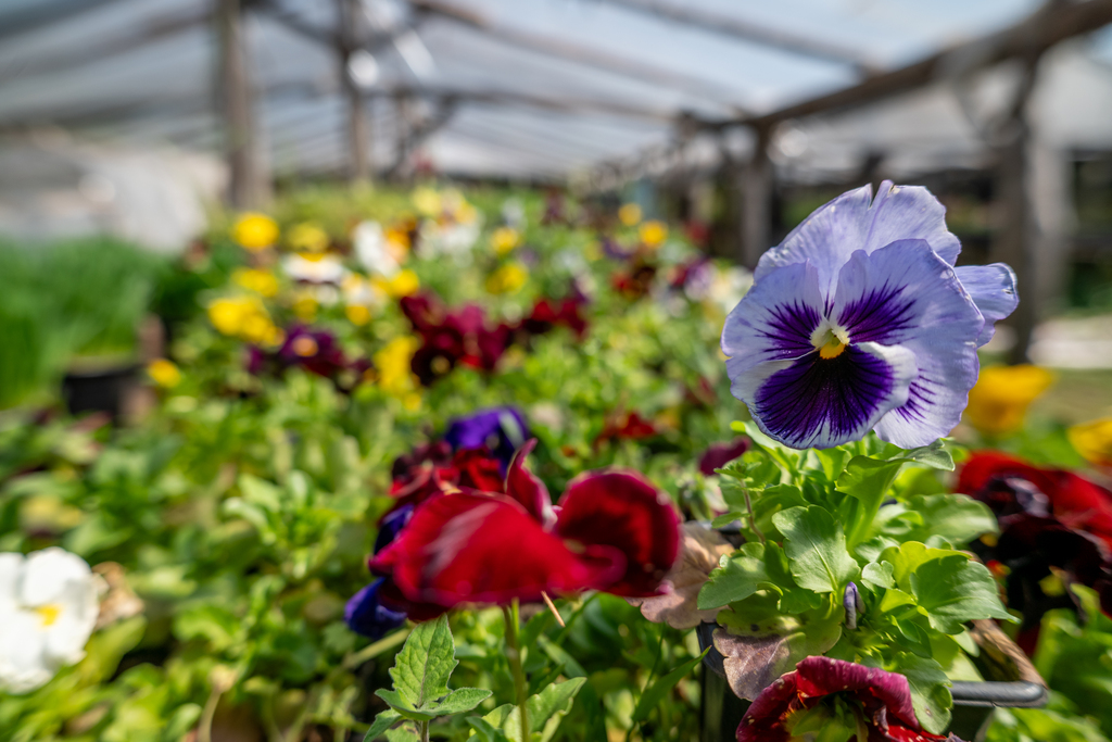 Foto: Vinicius Becker (Diário) - 