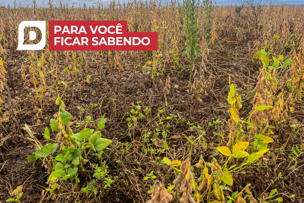 Excluídos: produtores de seis municípios da região de Santa Maria não poderão renegociar dívidas; veja lista completa e outras notícias