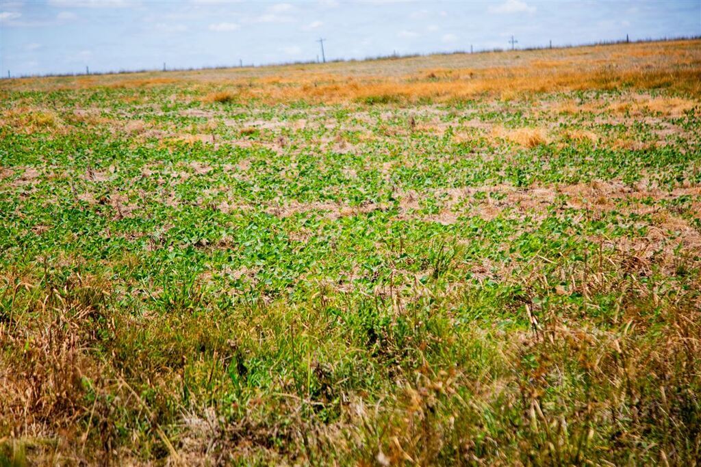 56 municípios gaúchos devem ser incluídos na lista para renegociação das dívidas dos produtores rurais; veja quais