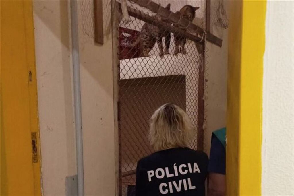 Seis gatos vítimas de maus-tratos são resgatados pela Polícia Civil na Casa do Estudante da UFSM