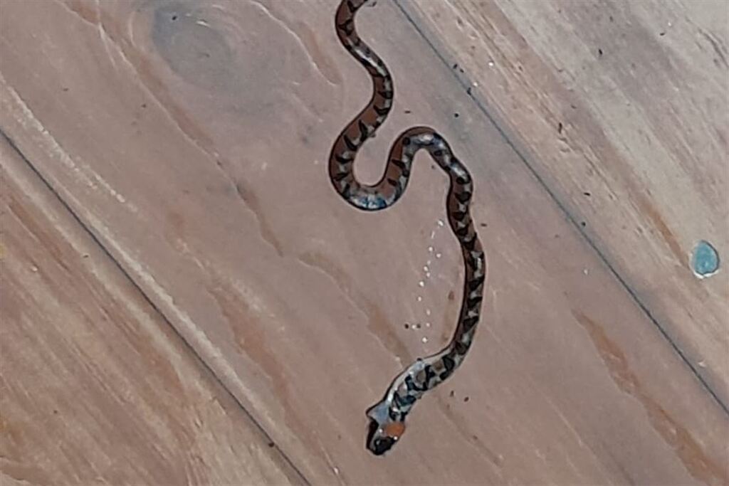 Outra cobra é encontrada dentro de casa na região oeste de Santa Maria