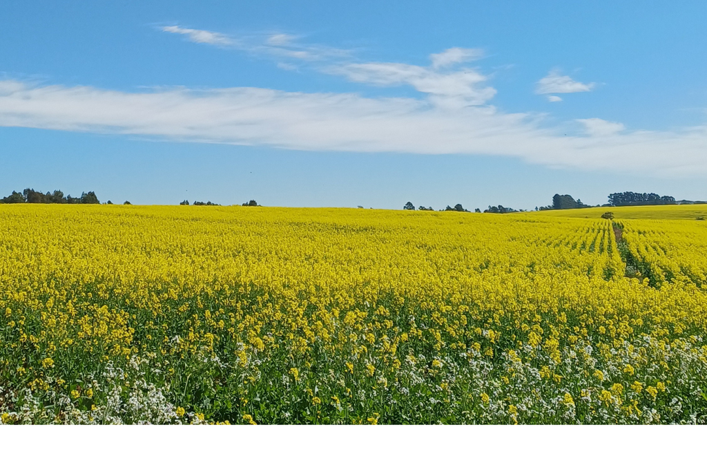 Canola ganha espaço nas plantações da Região Central e registra aumento de 64% em áreas cultivadas