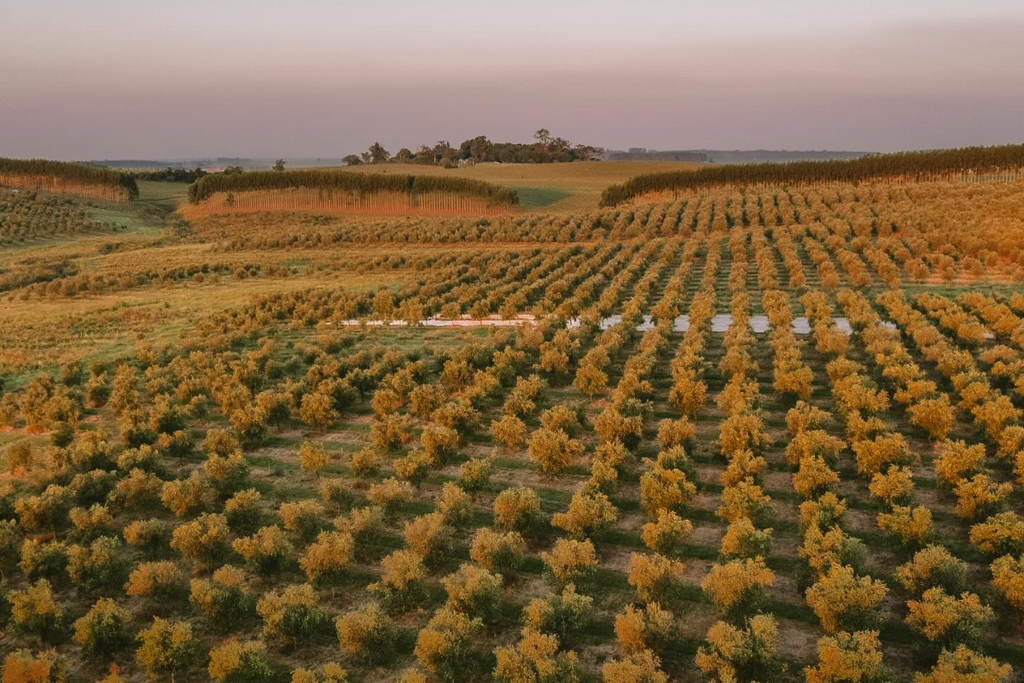 Três marcas da Região Central se destacam entre os melhores azeites do mundo em guia italiano