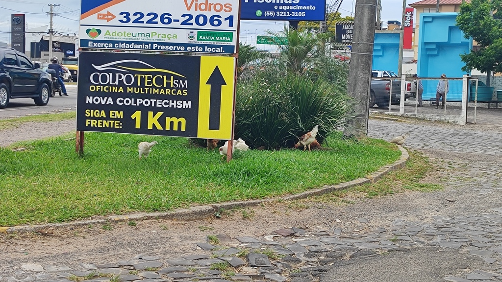 Galinhas “passeiam” pela Avenida Hélvio Basso e chamam atenção de motoristas em Santa Maria