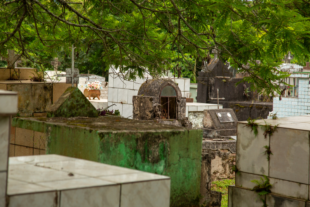 título imagem Finados: 23 vendedores participam de feira de flores; operação de ônibus terá 12 linhas alteradas e parada provisória; veja o serviço