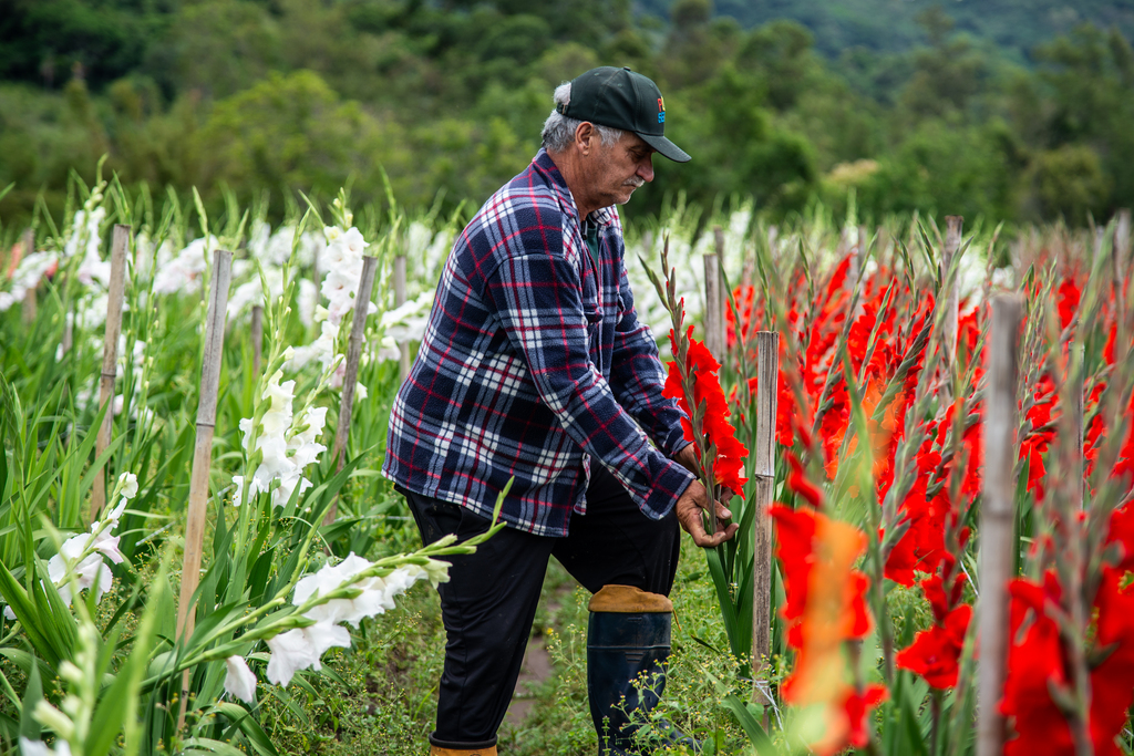 título imagem Produtores de flores se preparam para vendas do Dia de Finados