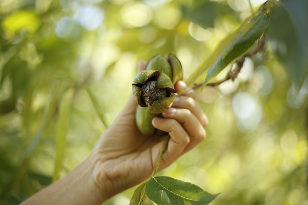 Produção de noz-pecã cresce no distrito de Santa Flora e consolida Santa Maria no mapa da cultura no RS