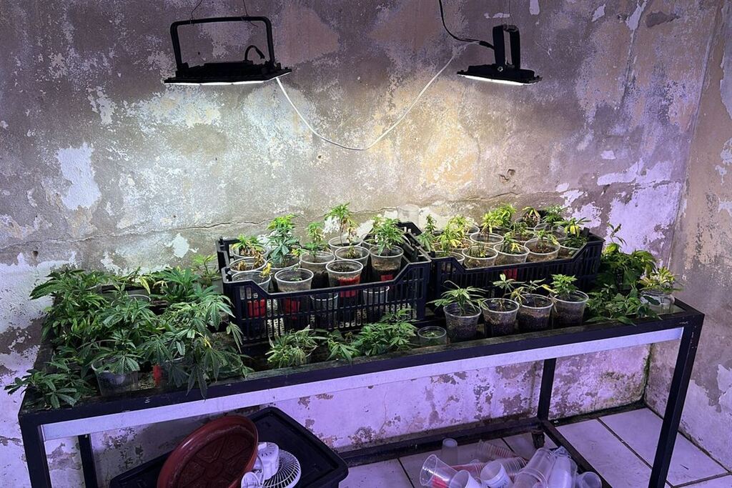 título imagem Polícia Federal realiza operação contra cultivo irregular de cannabis em Santa Maria e Caçapava do Sul; Associação alvo se manifesta