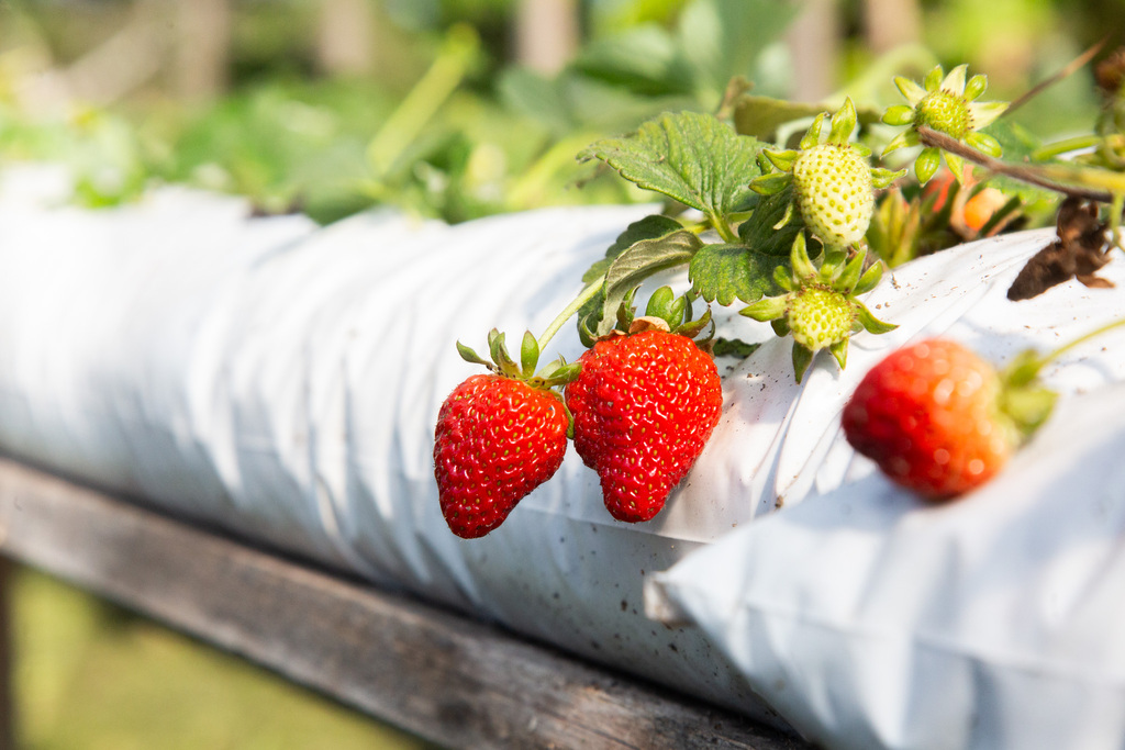 Agudo celebra seus sabores, tradições e talentos na 27ª Festa do Moranguinho e da Cuca