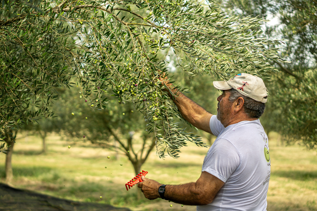 Azeite de Caçapava do Sul é reconhecido entre os melhores do mundo e impulsiona a olivicultura na região Central do RS