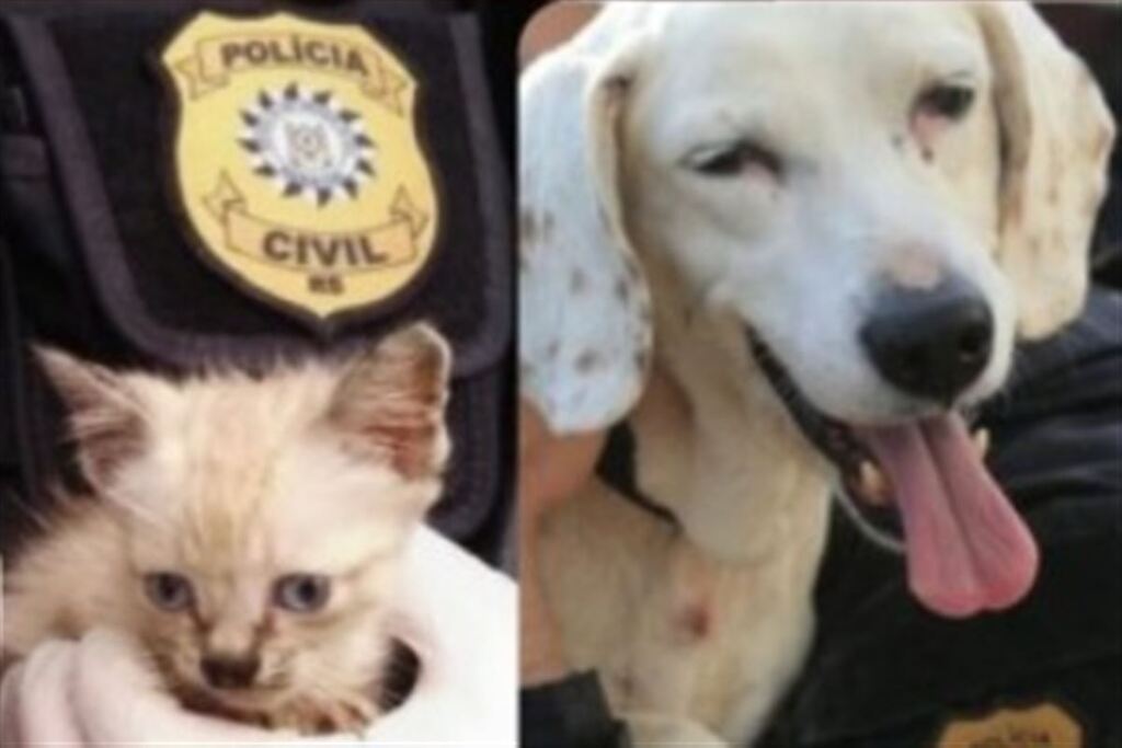 Delegacia abre cadastro para adoção de animais resgatados em Santa Maria