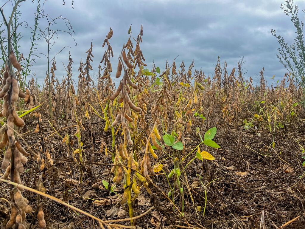 Apenas 20% dos produtores conseguem refinanciar dívidas  rurais no RS