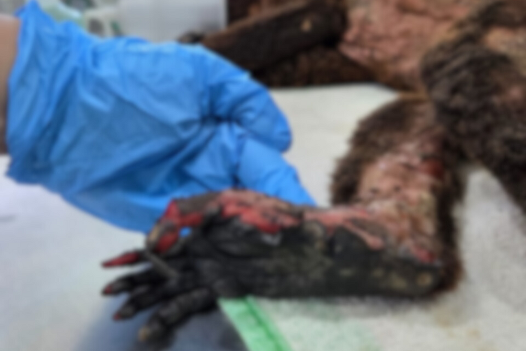 Bugio resgatado após curto-circuito em subestação está em estado crítico, diz Zoo São Braz