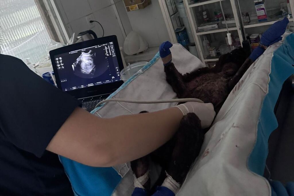 Bugio que causou interrupção de energia permanece em tratamento e estado continua grave