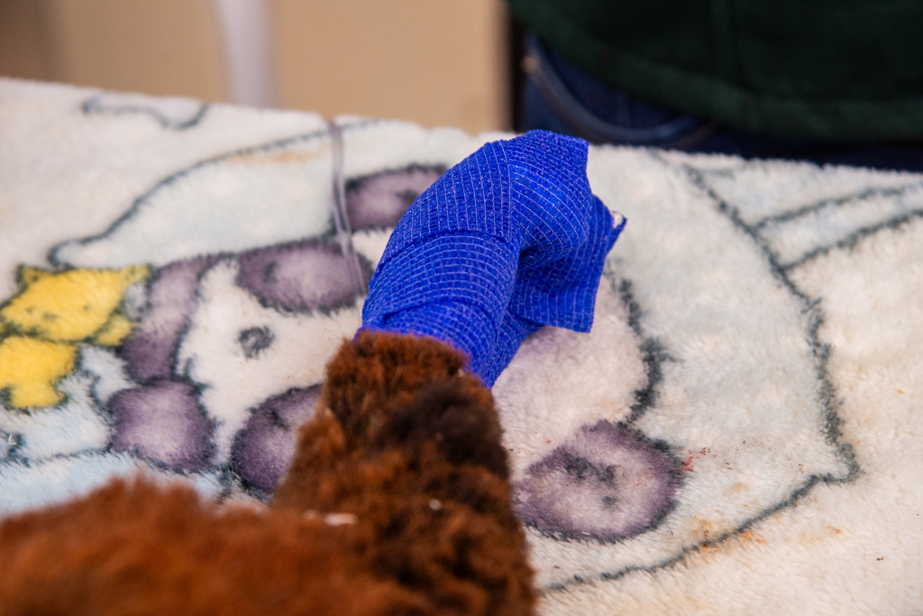 Morre bugio que causou falta de luz em Santa Maria; animal estava em estado grave