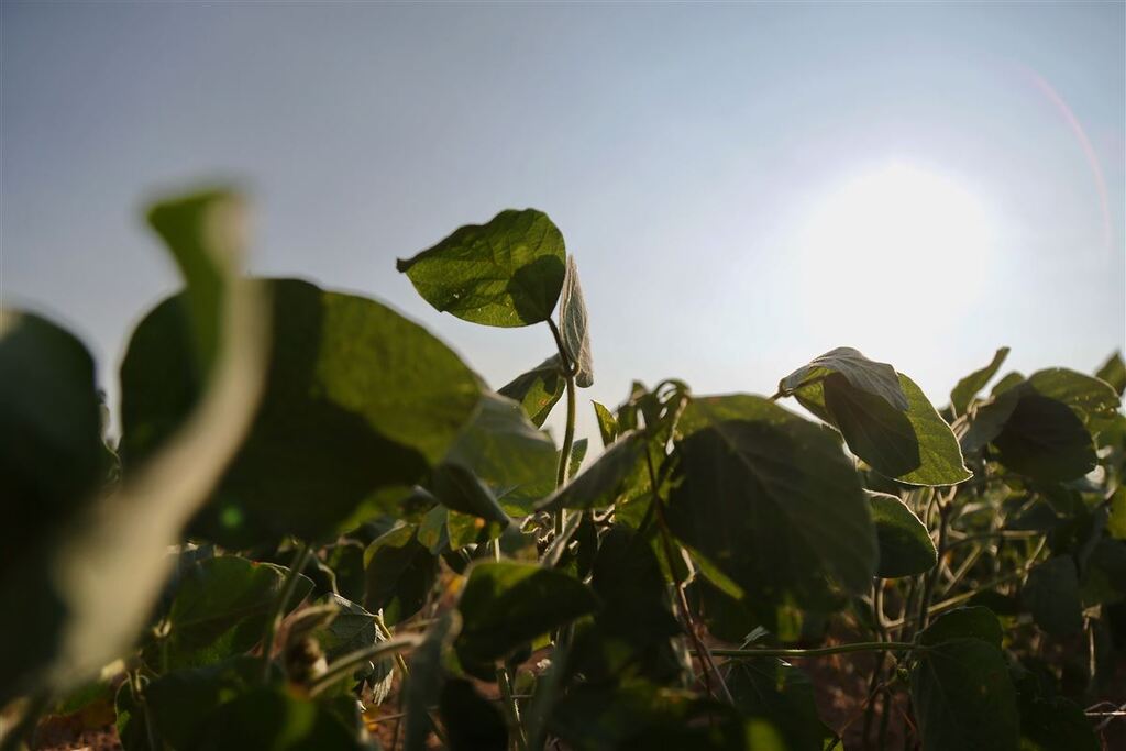 Foto: Renan Mattos (Arquivo/Diário) - 