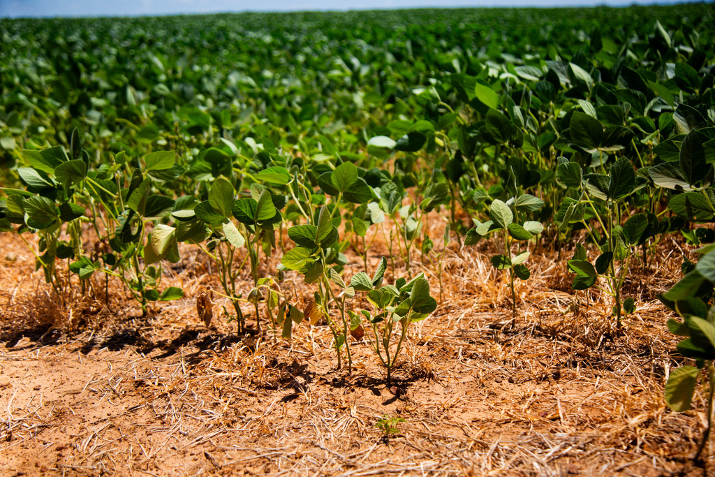Foto: Beto Albert (Arquivo Diário) - 