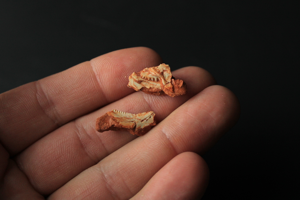 Com menos de três centímetros, fóssil achado pelo Cappa é o primeiro rincossauro recém-nascido descoberto pela ciência