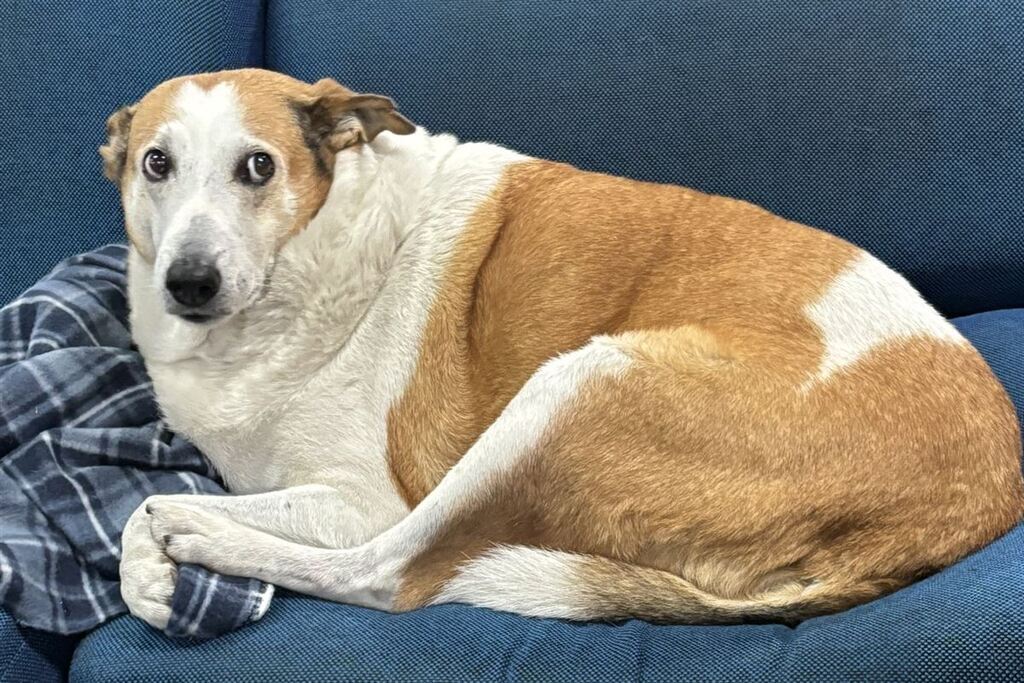 As histórias que marcaram 2025: de Silveira às narrativas que conquistaram o país