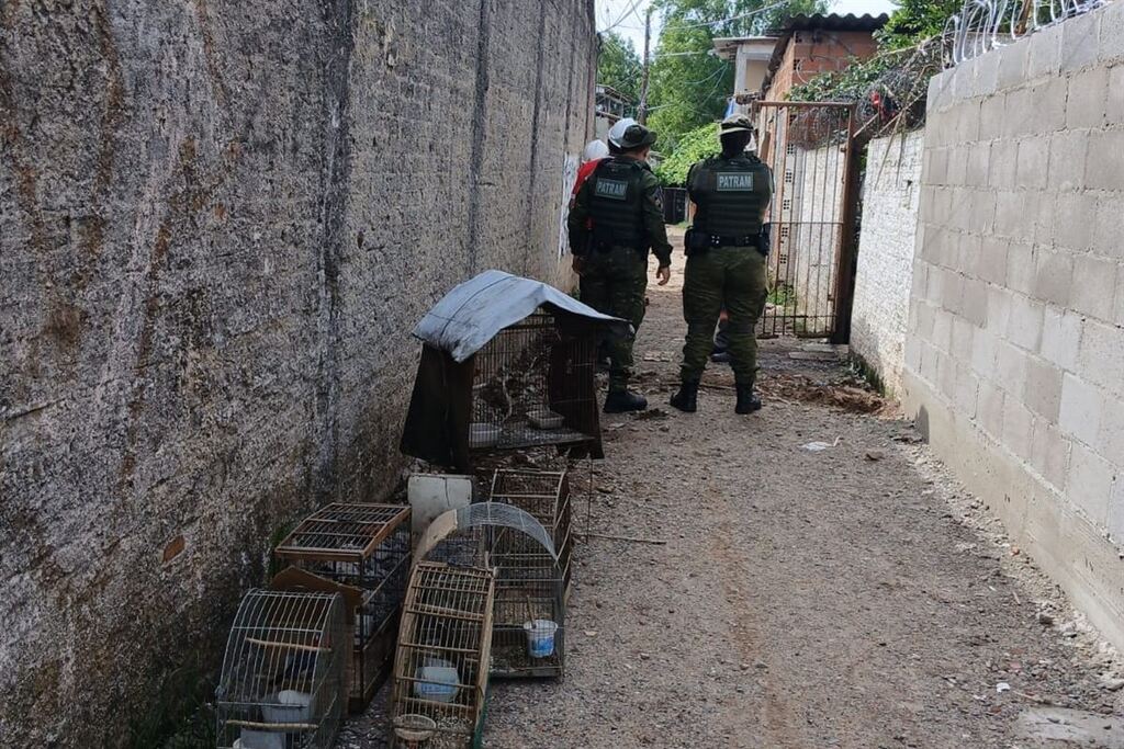 Cativeiro ilegal de aves é descoberto durante operação em Santa Maria