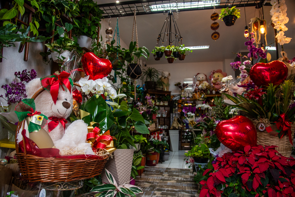 Quer ter plantas no apê? Veja dicas de espécies de baixa manutenção ideais para ambientes internos