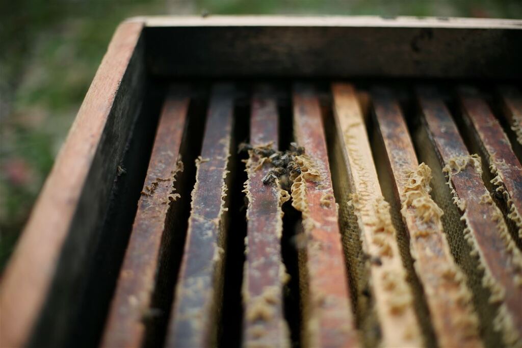 Enxame de abelhas provoca acidente e assusta família na chegada a Ijuí