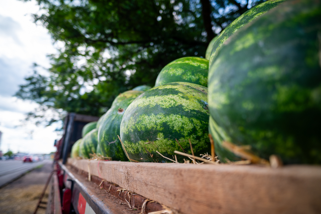 Mesmo com seca no início da safra, melancia mantém espaço no mercado local
