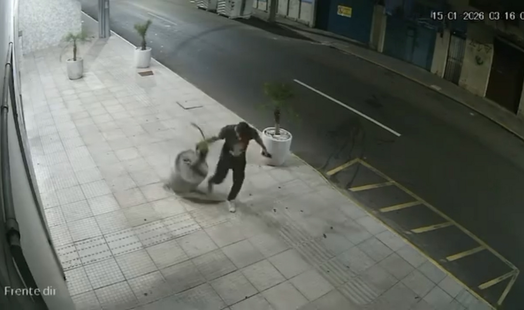 Prefeitura registra prejuízo de R$ 7 mil após atos de vandalismo contra 36 mudas de árvores