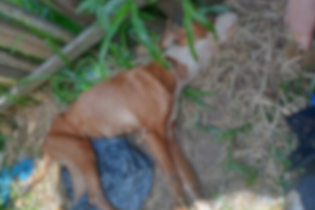 Homem é preso suspeito de maus-tratos após morte de cadela pitbull em cidade da região