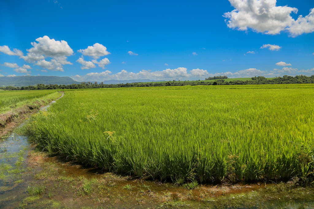 Foto: Vinicius Becker (Diário) - 