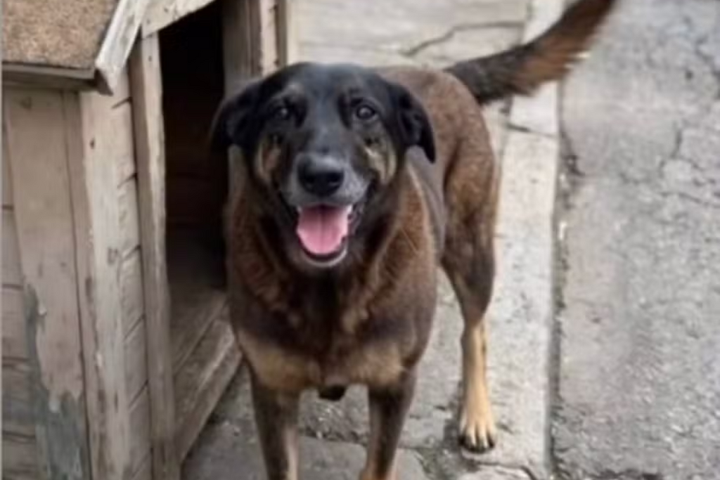 Polícia indicia pais e tio de adolescentes por coação no caso da morte do cão Orelha, em Santa Catarina