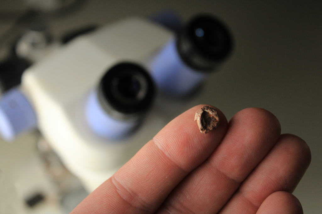 Foto: Rodrigo Temp Müller (Divulgação) - Crânio fóssil de Sauropia macrorhinus, menor que uma unha