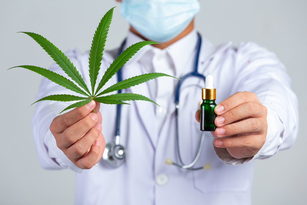 Anvisa aprova regras para cultivo de cannabis medicinal no Brasil